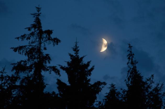 Mørt nattehimmel med halvmåne og trætoppe. 
